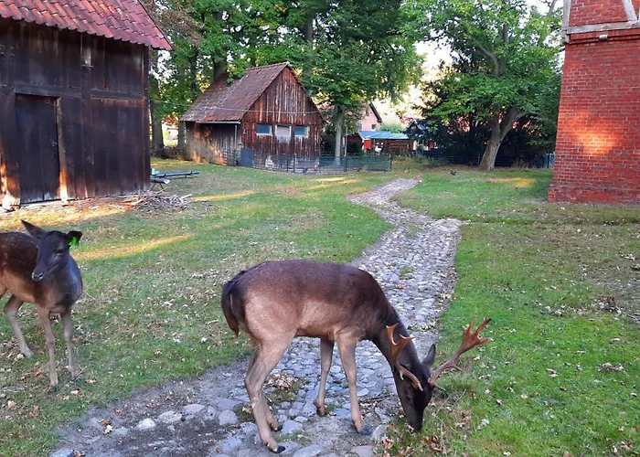 Am Wildgehege Bei Walsrode